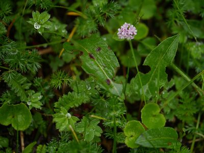 Valeriana himalayana, photographed by Dinesh Valke