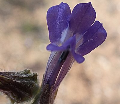 Lobelia linearis, photographed by Di Turner
