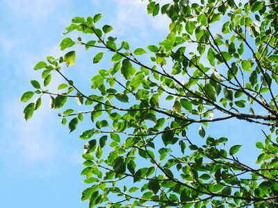 Trochodendron aralioides, photographed by Jacy Chen