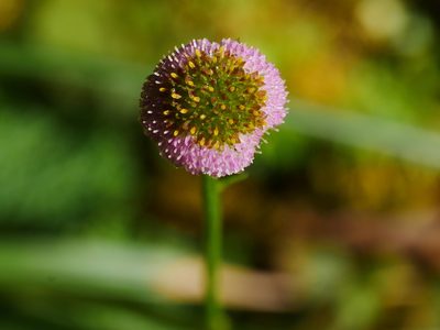 Myriactis humilis, photographed by Jacy Chen