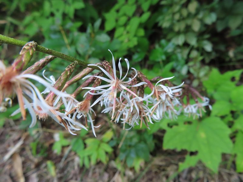 Ainsliaea acerifolia, photographed by Timur Kalininsky