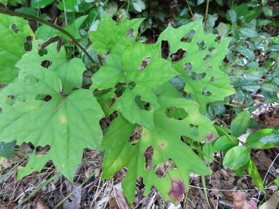 Ainsliaea acerifolia, photographed by Timur Kalininsky