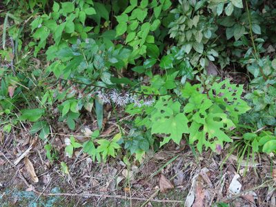 Ainsliaea acerifolia, photographed by Timur Kalininsky