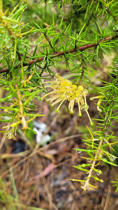 Grevillea juniperina, photographed by Eamonn Culhane