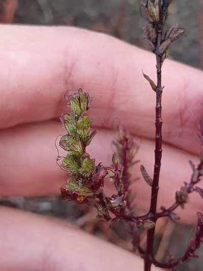 Odontites bolligeri, photographed by Mehdi Chetibi