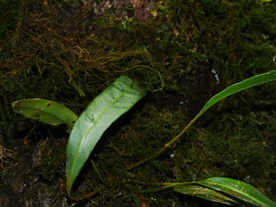 Elaphoglossum marginatum, photographed by Jacy Chen