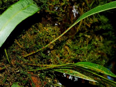 Elaphoglossum marginatum, photographed by Jacy Chen