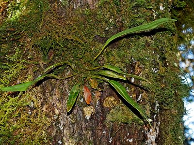 Elaphoglossum marginatum, photographed by Jacy Chen