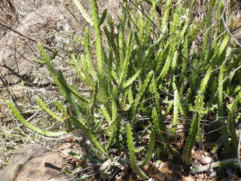 Euphorbia griseola, photographed by Antoinette Eyssell Knox