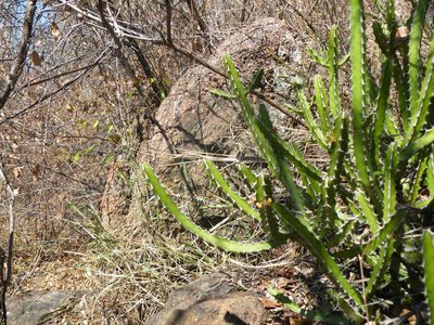 Euphorbia griseola, photographed by Antoinette Eyssell Knox