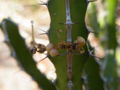Euphorbia griseola, photographed by Antoinette Eyssell Knox