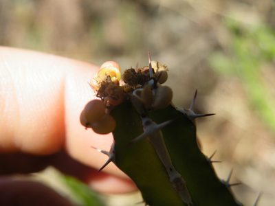 Euphorbia griseola, photographed by Antoinette Eyssell Knox