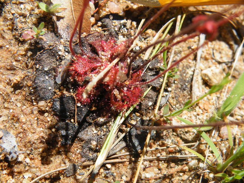Drosera burkeana, photographed by Antoinette Eyssell Knox