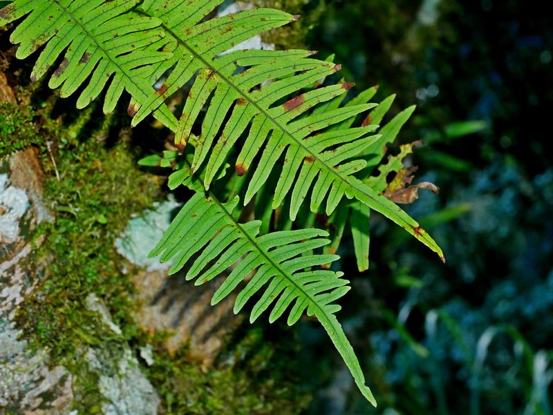Goniophlebium amoenum, photographed by Jacy Chen
