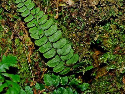 Athyrium nakanoi, photographed by Jacy Chen