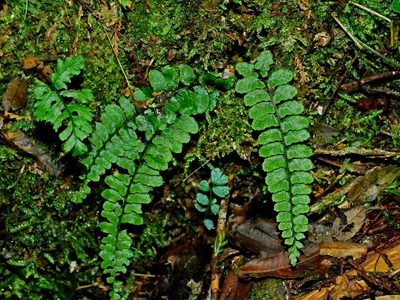 Athyrium nakanoi, photographed by Jacy Chen