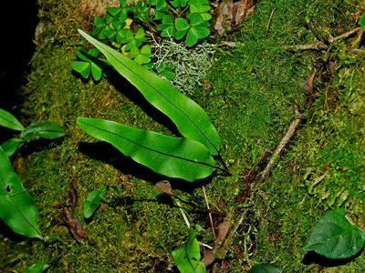 Lepisorus obscure-venulosus, photographed by Jacy Chen
