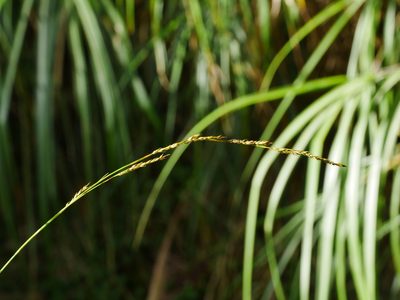 Carex brunnea, photographed by Jacy Chen