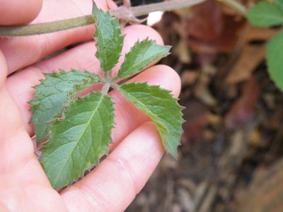 Cyphostemma lanigerum, photographed by Antoinette Eyssell Knox