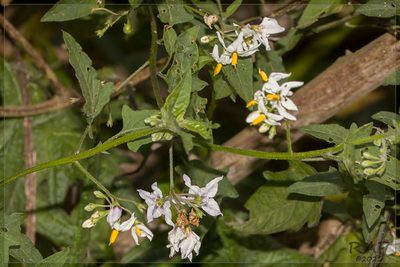 Solanum pilcomayense, photographed by RAP