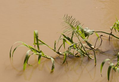 Paspalum repens, photographed by Nicolas Olejnik