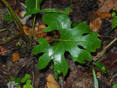 Silphium compositum, photographed by Michael J. Papay