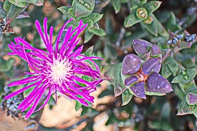 Smicrostigma viride, photographed by Di Turner