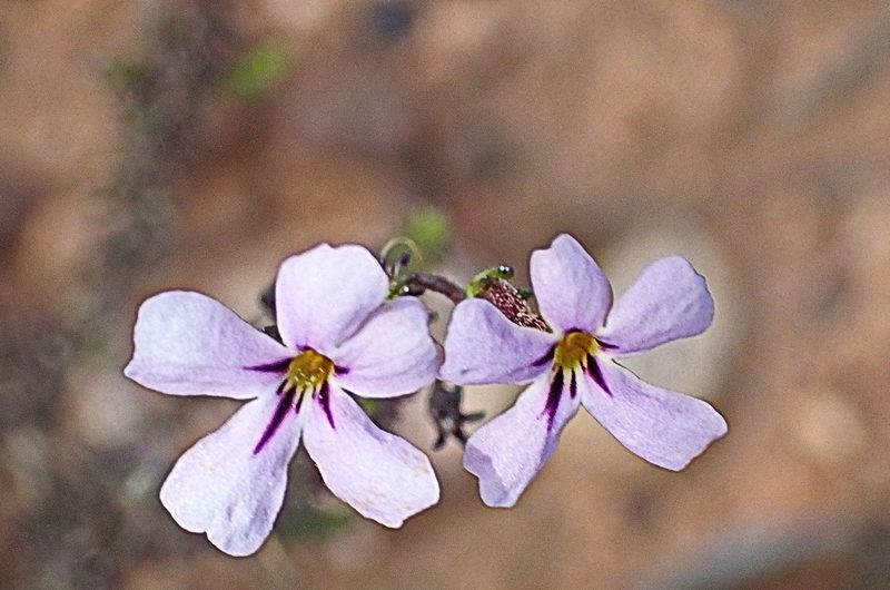 Jamesbrittenia tortuosa, photographed by Di Turner