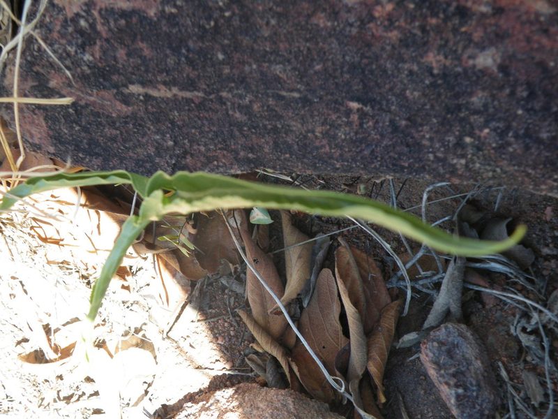 Stylochaeton natalense, photographed by Antoinette Eyssell Knox