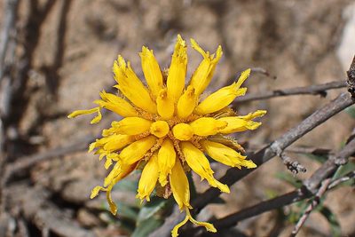 Pteronia elongata, photographed by Di Turner