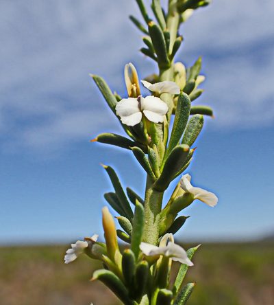 Muraltia karroica, photographed by Di Turner
