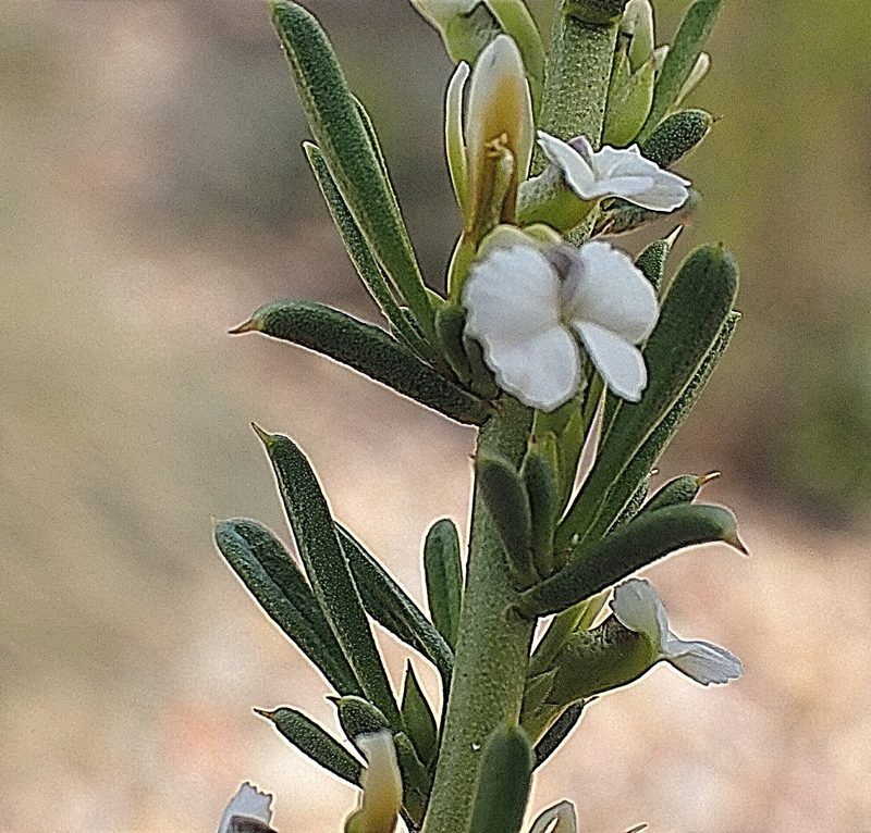 Muraltia karroica, photographed by Di Turner