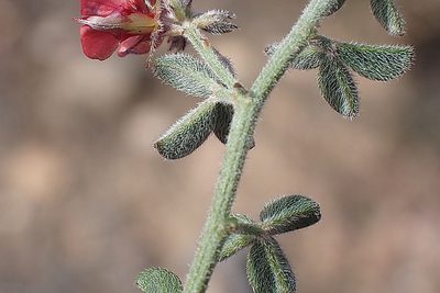 Indigofera priorii, photographed by Di Turner