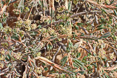 Psammotropha quadrangularis, photographed by Di Turner