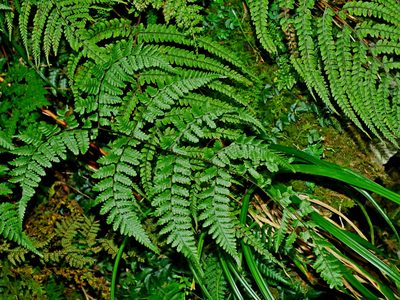 Cornopteris banajaoensis, photographed by Jacy Chen