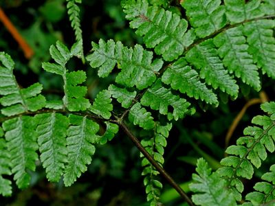 Cornopteris banajaoensis, photographed by Jacy Chen