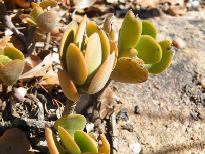 Crassula globularioides, photographed by Antoinette Eyssell Knox