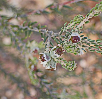 Phylica lanata, photographed by Di Turner