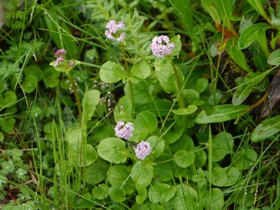 Valeriana himalayana, photographed by Dinesh Valke