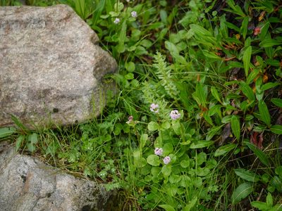Valeriana himalayana, photographed by Dinesh Valke