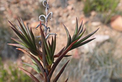 Crassula subulata, photographed by Di Turner
