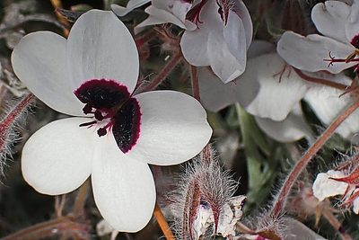 Pelargonium tricolor, photographed by Di Turner