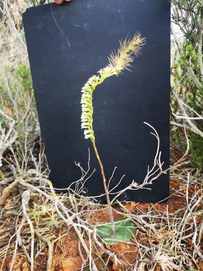 Holothrix burchellii, photographed by Ricus Nel