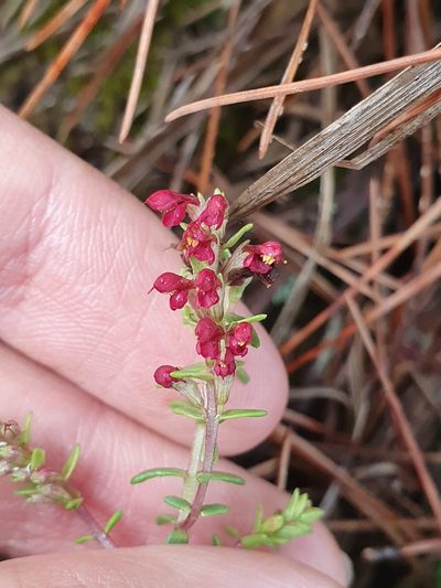 Odontites bolligeri, photographed by Mehdi Chetibi