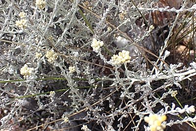 Helichrysum zeyheri, photographed by Di Turner