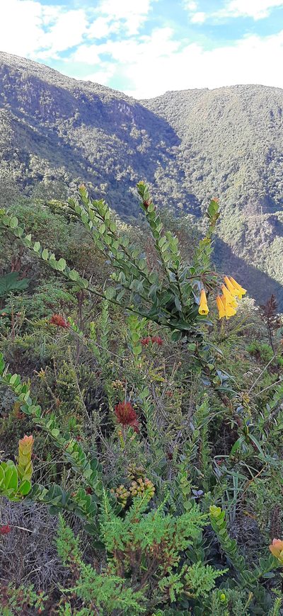Bomarea lutea, photographed by Christoph Moning