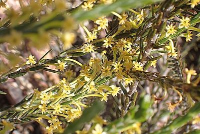 Struthiola eckloniana, photographed by Di Turner