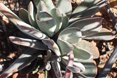 Crassula cotyledonis, photographed by Di Turner