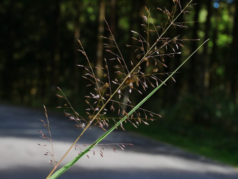 Eragrostis ferruginea, photographed by Jacy Chen