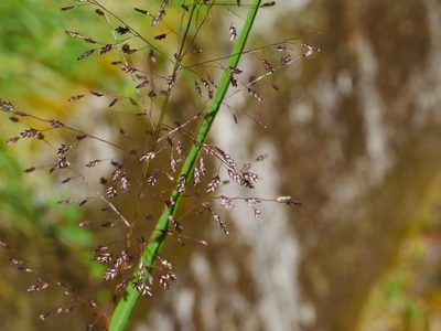 Eragrostis ferruginea, photographed by Jacy Chen